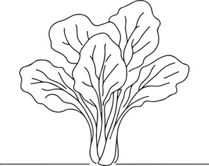 Bok Choy Vegetable Line Drawing in Vector Art