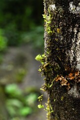 Vibrant green moss covering the rough bark of a tree trunk, highlighting the textures and details of a lush forest ecosystem