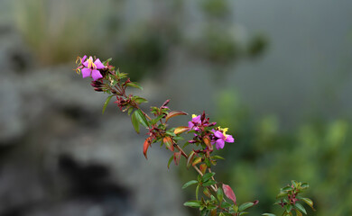 Flowers. Prinzessinenstrauch, princess flower, Pleroma urvilleanum. Tibouchina (Tibouchina urvilleana)
