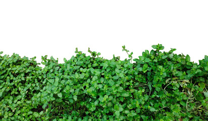 Obraz premium green grass background, fresh green grass, green plants frame on a transparent background, Lush Green Foliage, 