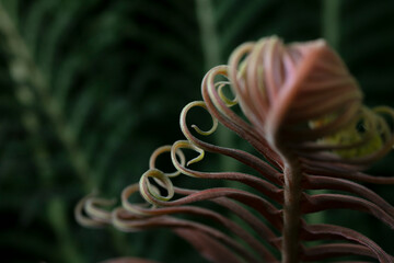 Red Brazilian tree fern-Blechnum brasiliense