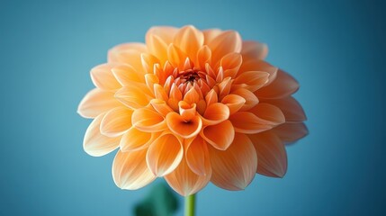 orange dahlia flower isolated,studio background