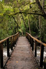 Fototapeta premium A rustic wooden bridge crosses a small river in a dense, misty cloud forest, surrounded by moss-covered trees and vibrant green foliage