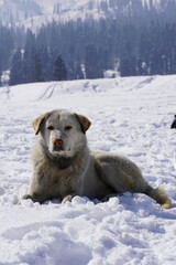 indian himalayan dog in sonamarg: kashmir