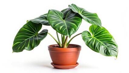 Obraz premium Vibrant Green Philodendron Plant in a Terracotta Pot, Isolated on White Background for Interior Design and Home Decor Purposes
