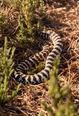 Obraz premium snake on the ground