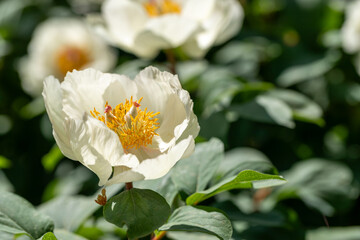 Fototapeta premium White Flower with Yellow Stamen Delicately Blooming in Green Foliage