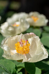 White Flower with Yellow Stamen Delicately Blooming in Green Foliage