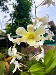 Flower in forest.Garden flowers