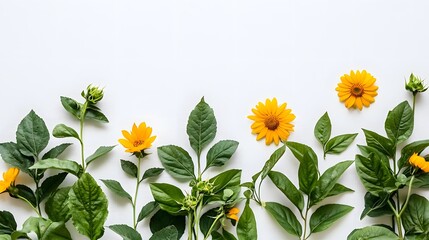 Fototapeta premium Fresh Green Leaves and Blooming Sunflowers on Bright White Background for Organic Designs