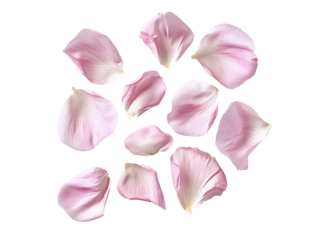 pink flower petals