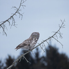 Great gray owl Strix nebulosa perched on a branch