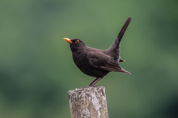 Die Amsel