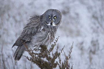 Great gray owl Strix nebulosa perched on the tip of a juniper tree
