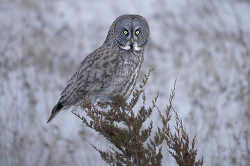 Great gray owl Strix nebulosa perched on the tip of a juniper tree