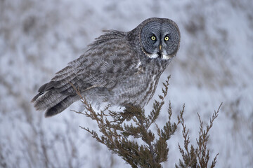 Great gray owl Strix nebulosa perched on the tip of a juniper tree