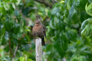 Die Amsel