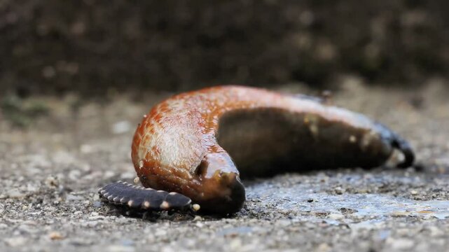 Larves de vers luisants (Lampyridae) se nourrissant d'une limace, illustration fascinante de la bioluminescence et du comportement pr&eacute;dateur nocturne dans la nature.