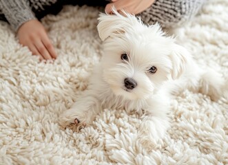 Cute white Maltese puppy playing on a fluffy carpet, close-up portrait, front view, stock photo, simple composition, feminine, sunny light background.