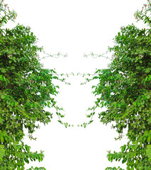 green plants frame, a green plant growing on a tree trunk, green grass isolated frame, a bunch of green leaves on a transparent background, Green Climbing Vine, green ivy tree isolated png,