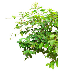 Lush Green Vine, a green plant with flowers on it, Lush Green Foliage,  branch of a tree, 