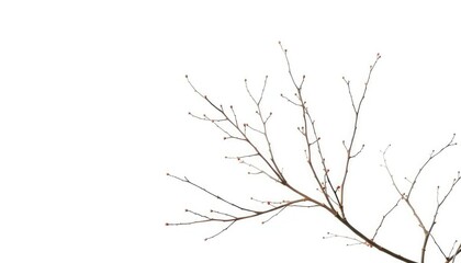 Delicate, bare branches isolated against a pure white backdrop, abstract, form
