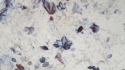 Laub im schlammigen Wasser.  Blätter liegen im Wasser auf hellem Untergrund. Abstrakte und schöne Vergänglichkeit in  der Natur. Herbst Hintergrund.