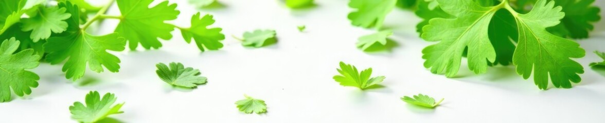 Fresh cilantro leaves scattered on a white surface, foliage, nature