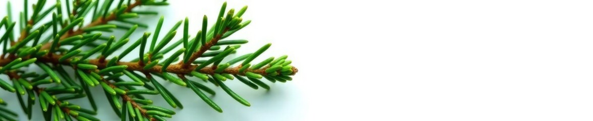 Obraz premium Fresh fir branch with green needles on white background, branches, forest