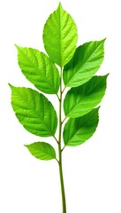 Fresh green leaf poplar tree isolated on white background, isolated, leaves