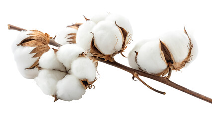 cotton plant isolated on white background