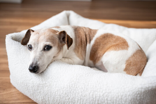 Adorable senior dog Jack Russell terrier resting in room in white cozy pet bed looking at camera. Comfort relax at home. lazy sleepy eyes