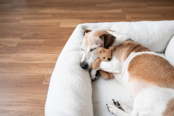 Fototapeta na wymiar dog tired sleeping in pet bed face hugging best friend family toy bear. Elderly dog Jack Russell terrier resting at home. Horizontal composition. resting at home sweet dreams atmosphere, empty space