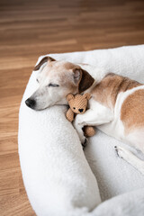 Fototapeta na wymiar dog tired sleeping in pet bed face hugging best friend family toy bear. Elderly dog Jack Russell terrier resting at home. Vertical calm composition. resting at home cozy sweet dreams atmosphere