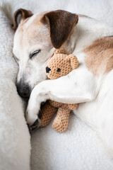 dog sleeping in pet bed close up face hugging best friend family toy bear. Elderly dog Jack Russell terrier resting at home. Vertical  calm composition. resting at home cozy sweet dreams atmosphere