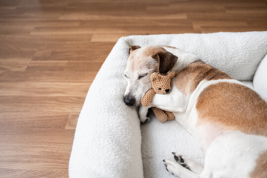 dog tired sleeping in pet bed face hugging best friend family toy bear. Elderly dog Jack Russell terrier resting at home. Horizontal composition. resting at home sweet dreams atmosphere, empty space