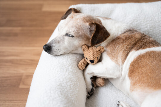 dog tired sleeping in pet bed face hugging best friend family toy bear. Elderly dog Jack Russell terrier resting at home. Horizontal calm composition. resting at home cozy sweet dreams atmosphere