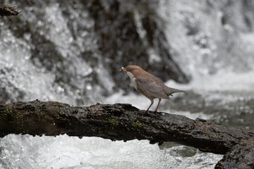 Wasseramsel
