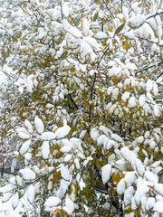 Close up snow covered orange leaves. Snowfall winter background