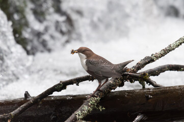 Wasseramsel
