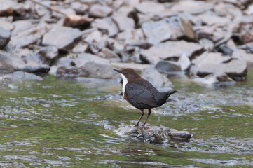 Wasseramsel