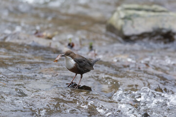Wasseramsel