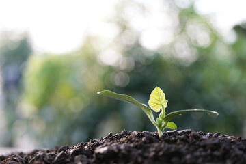 growing pumpkin sprout, backyard home gardening