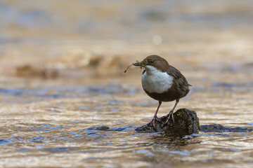 Wasseramsel