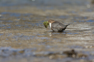 Wasseramsel
