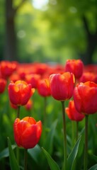 Obraz premium Lush greenery surrounds a field of red tulips, garden, spring flowers, surroundings