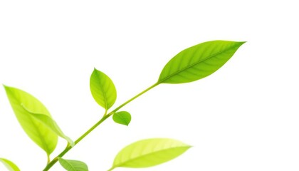 Single vibrant green plant isolated on pure white background, macro, natural