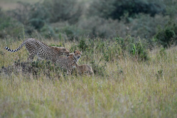 Cheetah roams through its territory © Herbert