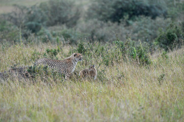 Cheetah roams through its territory © Herbert