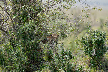 Leopard in the grass